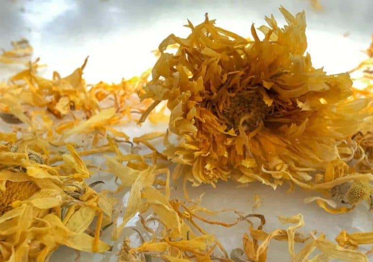 Bulk Calendula Flowers - For Teas, Soaps, & Crafts